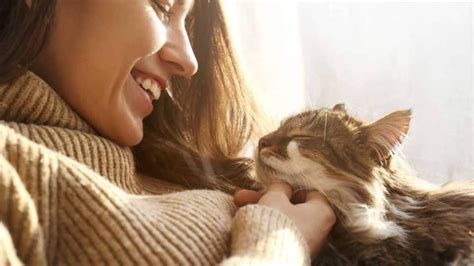 10 Ways To Get A Cat To Trust You If Theyre Shy Or Scared