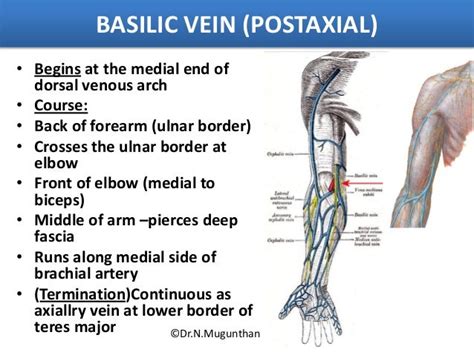 Venous Andlymphatic Drainage Of Upper Limb Drnmugunthan