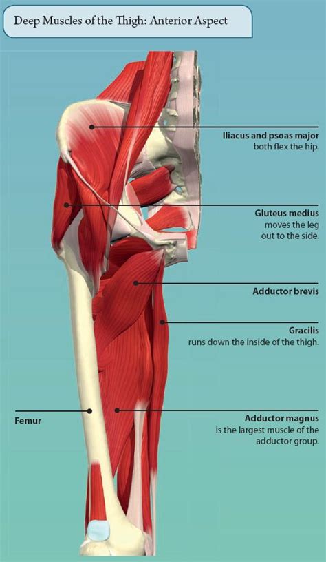 Other muscles in the back are associated with the movement of the neck and shoulders. 8: THE LOWER LIMB | Basicmedical Key