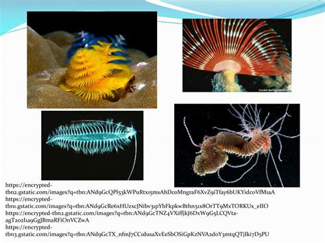 Ppt Identifying Marine Worms Powerpoint Presentation Free Download