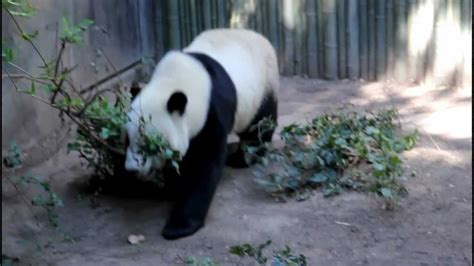 Panda Rolling Around San Diego Zoo Youtube