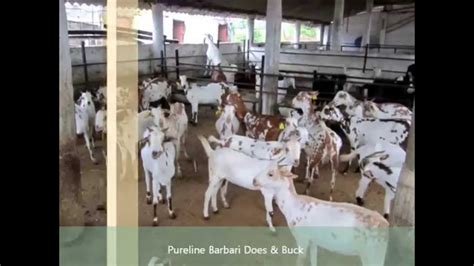 Commercial Goat Farms In India Part 2 Qureshi Farm Youtube