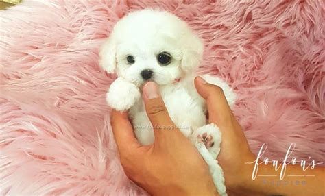 55 Teacup Bichon Puppies For Sale L2sanpiero