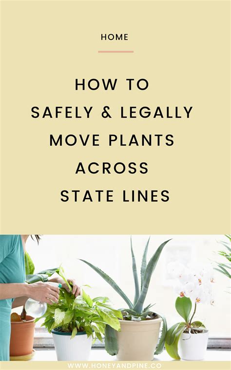 Moving Plants And Herbs Across State Lines Moving Plants Plants
