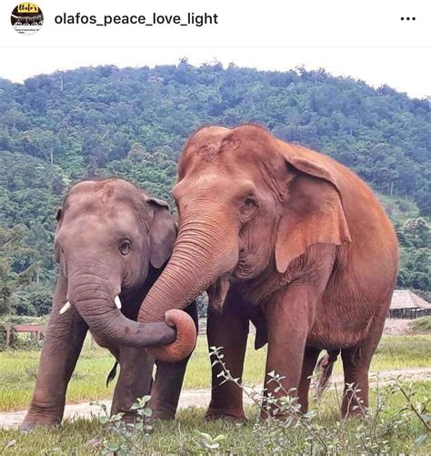 Husband And Wife Elephants Holding Trunks