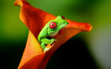 Green Color Amphibians Frogs Wallpapers Hd Desktop And Mobile Backgrounds