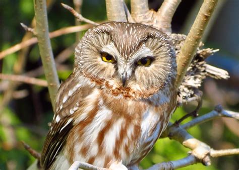 Northern Saw Whet Owl Vancouver Island BC