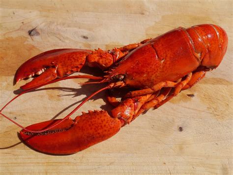 Top 15 Lobster Facts Appearance Diet Lifespand And More