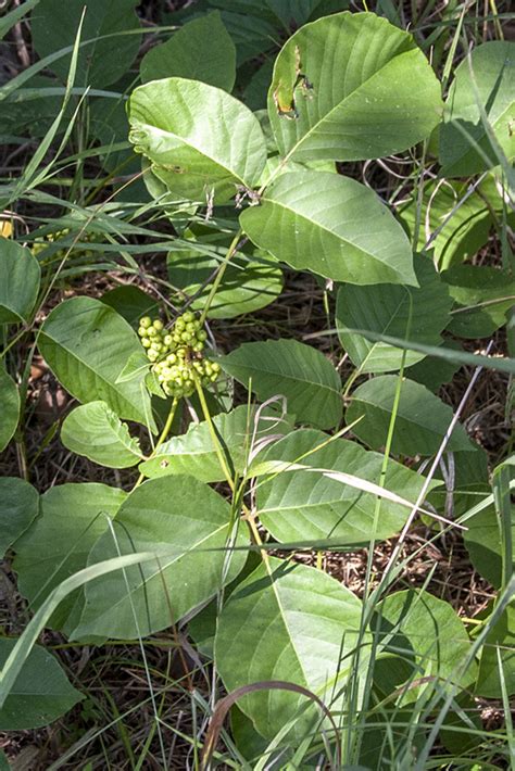 Minnesota Seasons Western Poison Ivy