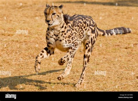 Running Cheetah Acinonyx Jubatus A Rare King Cheetah With Its