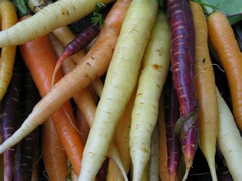 Carrots Vs Parsnips Whats The Difference Organic Authority
