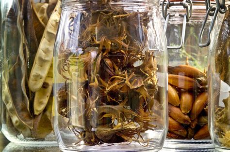 For example, the banana plant doesn't produce seeds, so alternative storage the majority of seed banks store crop diversity. Seed bank seeds - Stock Image - B787/0599 - Science Photo Library