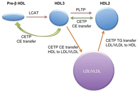 Hdl Lifecycle And Cetp Function Notes Pre β Hdl Lipid Poor Apo A I