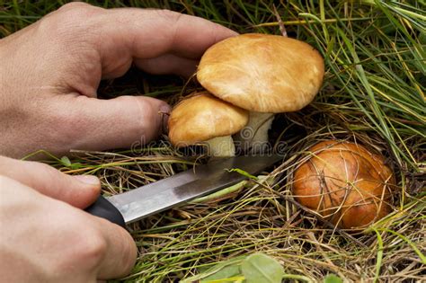 The Edible Mushrooms Stock Photo Image Of Hobby Collect 75987182