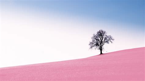 Solitude Tree Wallpaper 4k Clear Sky Landscape Surreal Pink Sand