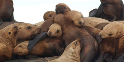 There Will Be More Sea Lions Baby Animal Zoo
