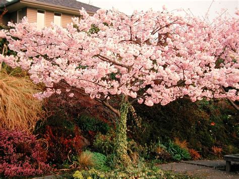 One Of Three Yoshino ‘akebono Cherry Trees Growing Along The Sidewalk