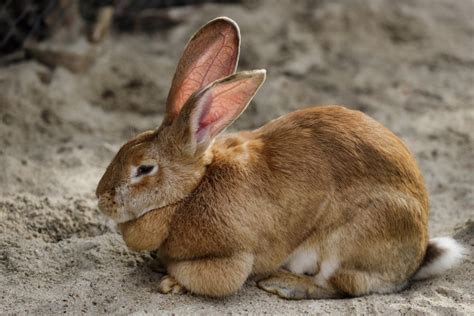 Flemish Giant Rabbit Breeders In Arizona Our Lovely Rabbits