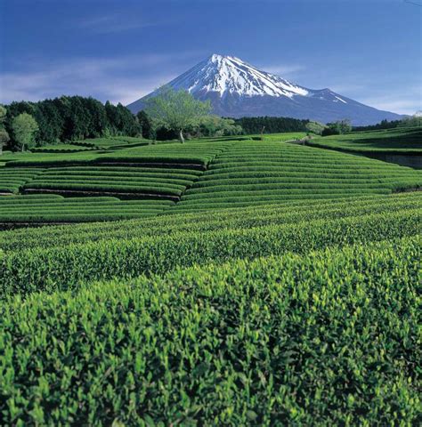 Discover The Japanese Green Tea Paradise In The Shadow Of Mt Fuji