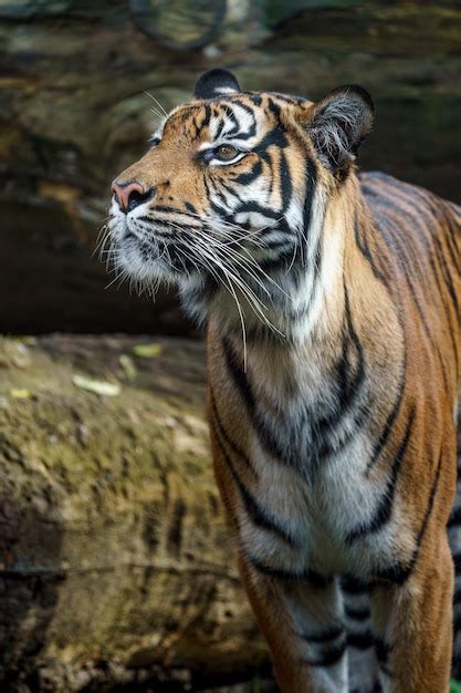 Tigre De Sumatra Foto Premium