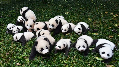 Panda Populations Are Growing But Their Habitat Remains