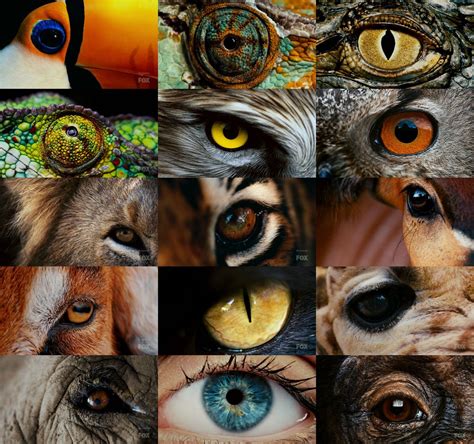 A Collection Of Amazing Looking Eyes From 15 Different Animals