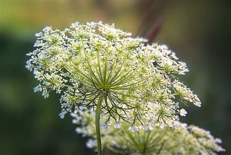 Wild Flower Queen Annes Lace Stock Photo Download Image Now Istock