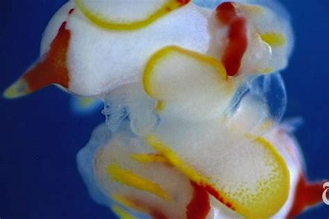Sea Slugs Have Strange Sex The Cut