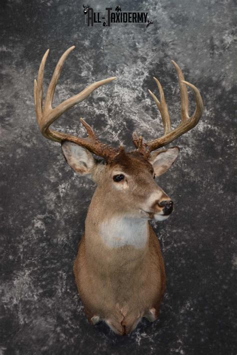Whitetail Deer Taxidermy Shoulder Mount For Sale Sku 1604