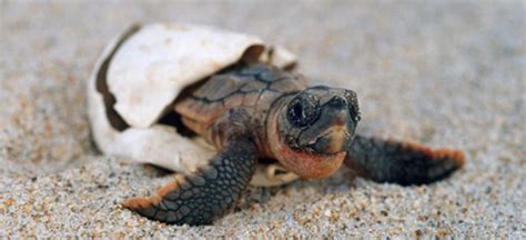 Magical Moment Witnessing Baby Sea Turtles Hatch In Pensacola