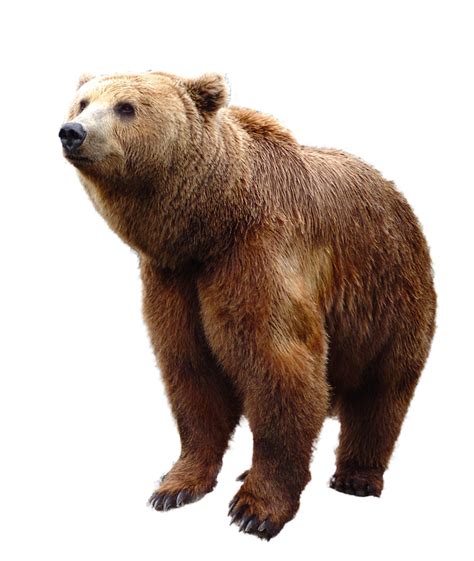 Free Photo Wild Brown Bear Animal Wildlife Free Image On Pixabay