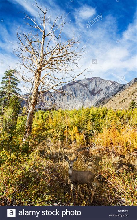 This Mule Deer Odocoileus Hemionusat The Campground At Convict Lake