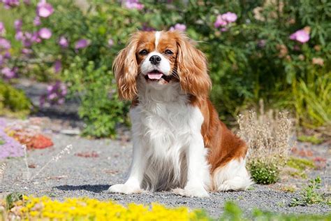 9 Great Dog Breeds For First Time Owners American Kennel Club We