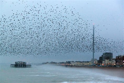Brighton Pier Murmuration Of Starlings Brighton Journal