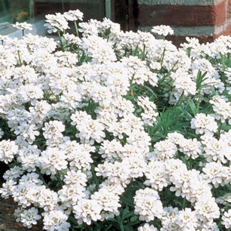 Home Snowflake Iberis Candytuft Plant Perennial Plants Plants Sun