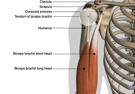 Does Your Shoulder Click Pop Catch Or Snap