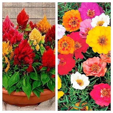 Celosia Mix And Portulaca Mix Combo Flower Seeds Pack Of 2