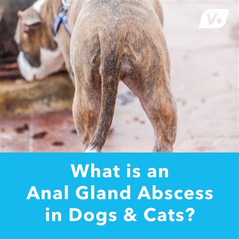 Can A Undrained Anal Gland On A Dog Cause Illness