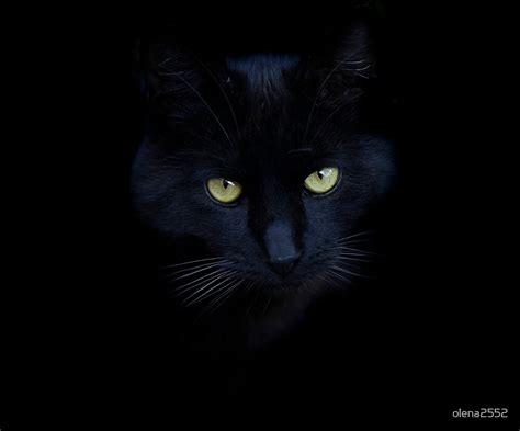 Portrait Of Black Cat By Olena2552 Redbubble