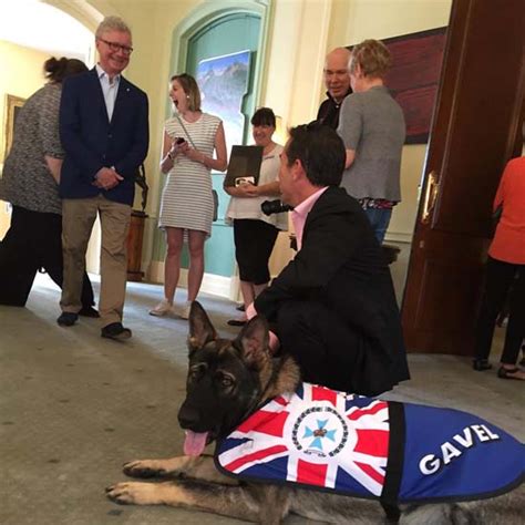 Adorable Police Dog Fired For Being Too Friendly Gets New Job Abc7