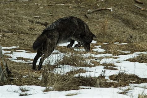 Wolf Behavior 101 The Wolf Center