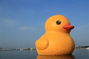 黃色小鴨悠遊在大自然浴缸中 | 熱門的「黃色小鴨」 游進台灣 展開一連串的「游」行 | DIGIPHOTO