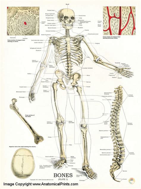 Human Skeleton System Poster Clinical Charts And Supplies