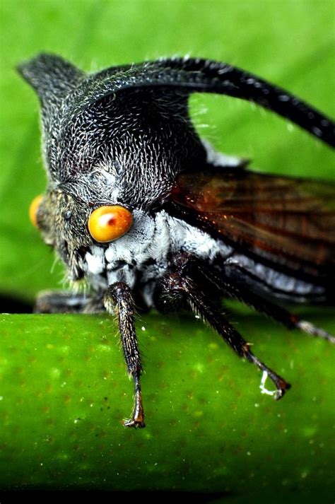 A Black Insect With Orange Eyes Sitting On A Green Plant Leaf In The