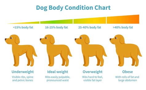 There is a reason bully max high performance is one of the best dog foods for weight gain lists. Dog gain weight: Feed high-calorie, healthy dog food