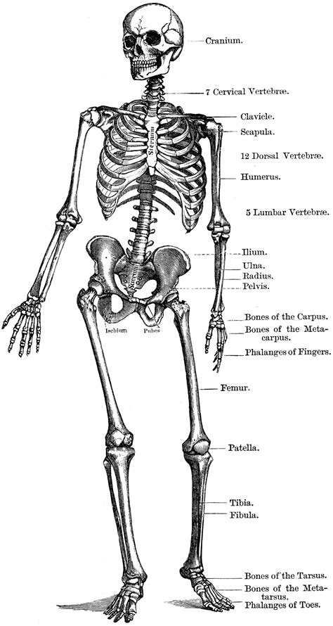 Human Skeleton Labeled Bones