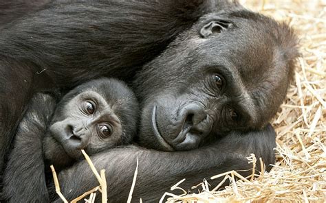 Gorilla And Baby