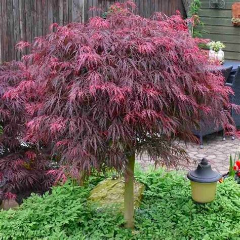 Large 100cm Filigree Weeping Purple Acer Japanese Maple