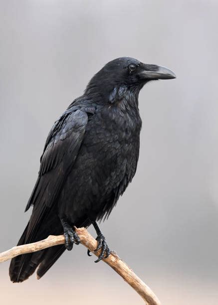 Raven Stock Photos Pictures And Royalty Free Images Istock