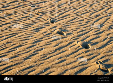 Footprints In The Desert Or Beach Sand Stock Photo Alamy